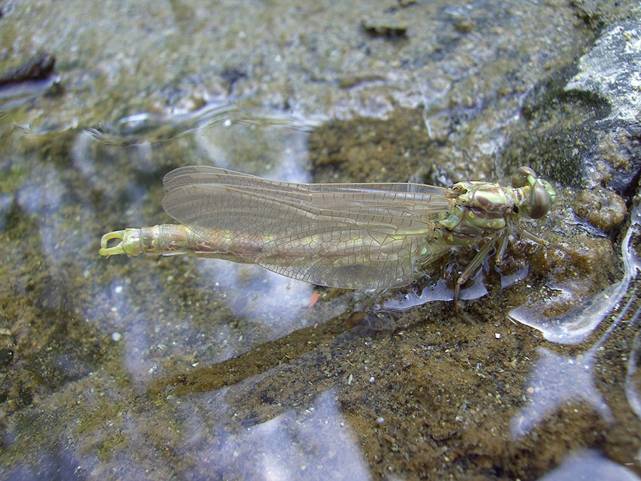 Onychogomphus uncatus